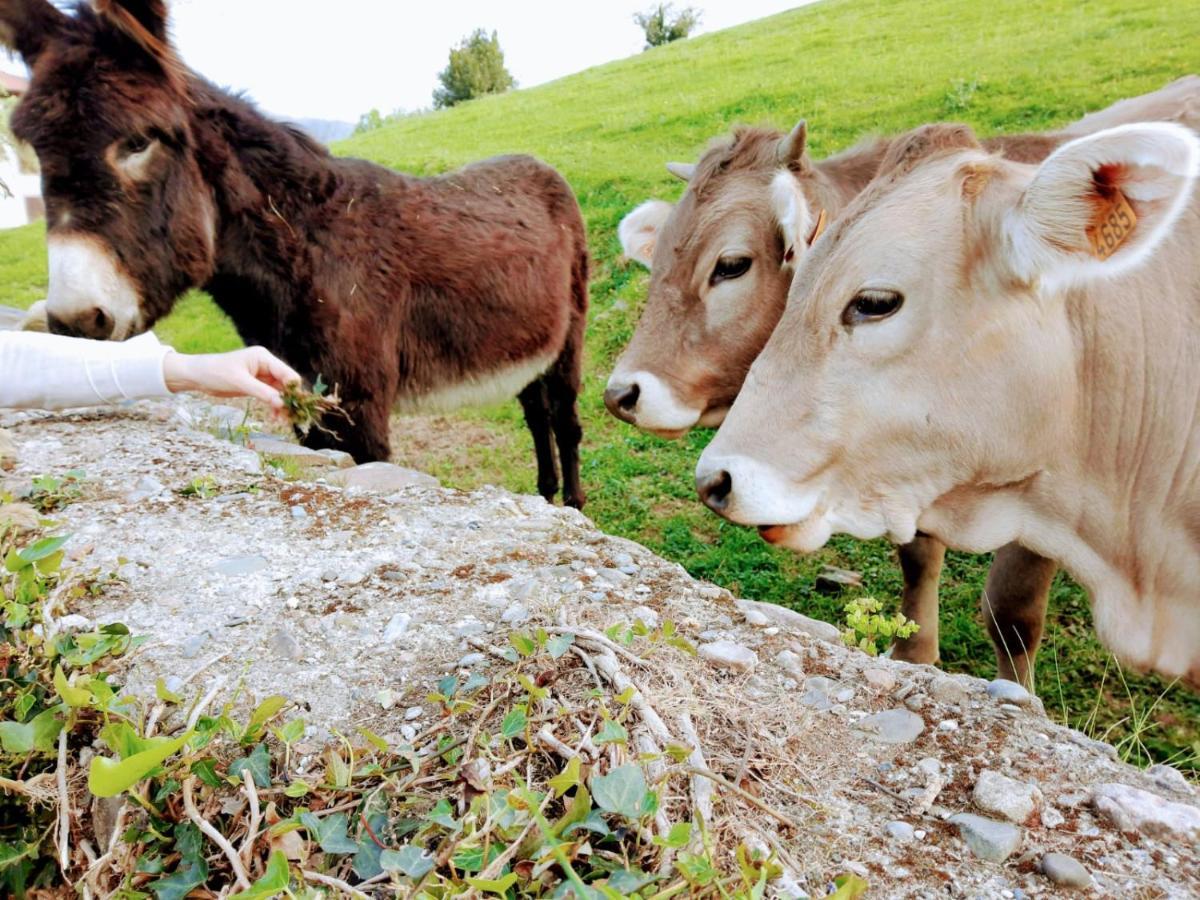 Argixti ξενώνας Sumbilla Εξωτερικό φωτογραφία